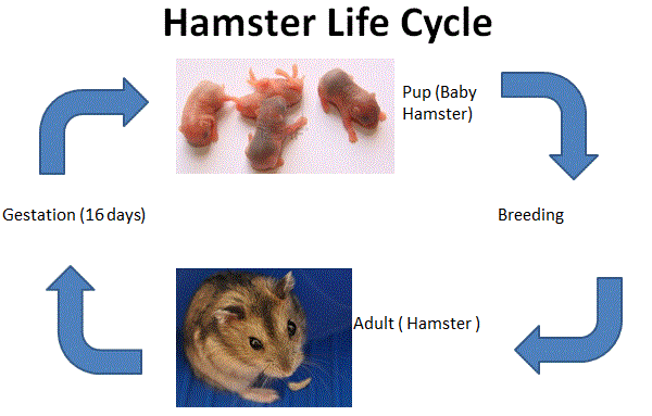 The hamster life cycle: Stages from birth to old age